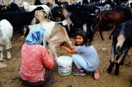 Moryer Yaylası - Karadere Karçukuru - Feslikan Yaylaları